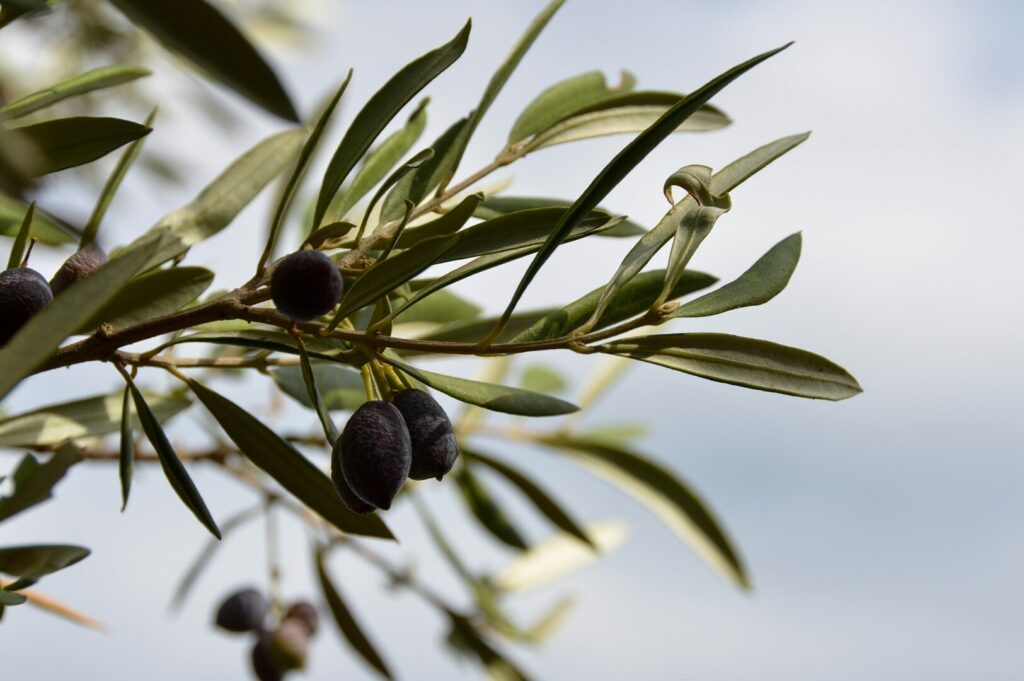 Ripe olives hanging from an olive tree, highlighting the Greek Olive Harvest Experience in the scenic Peloponnese.