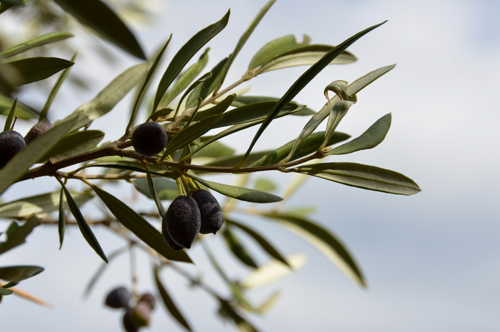 Ripe olives hanging from an olive tree, highlighting the Greek Olive Harvest Experience in the scenic Peloponnese.