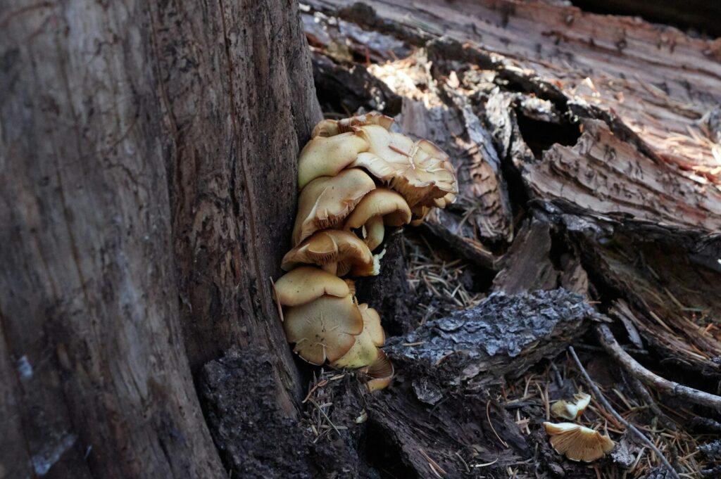 A cluster of mushrooms growing on a tree trunk, showcasing the diverse fungi found in Oregon's Pacific Northwest.