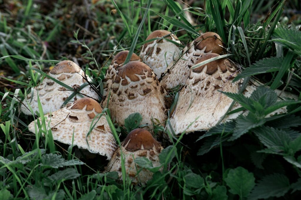 A group of mushrooms emerging from the grass, representing common edible varieties in Oregon's natural landscape.