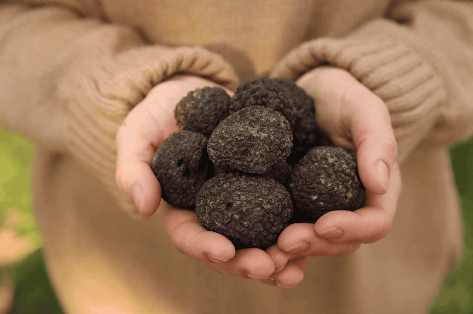 Close-up of a person holding freshly unearthed black truffles in cupped hands, wearing a beige knit sweater. The rough, dark truffles contrast against the soft fabric, evoking the earthy intimacy of truffle hunting in Piedmont’s autumnal forests.