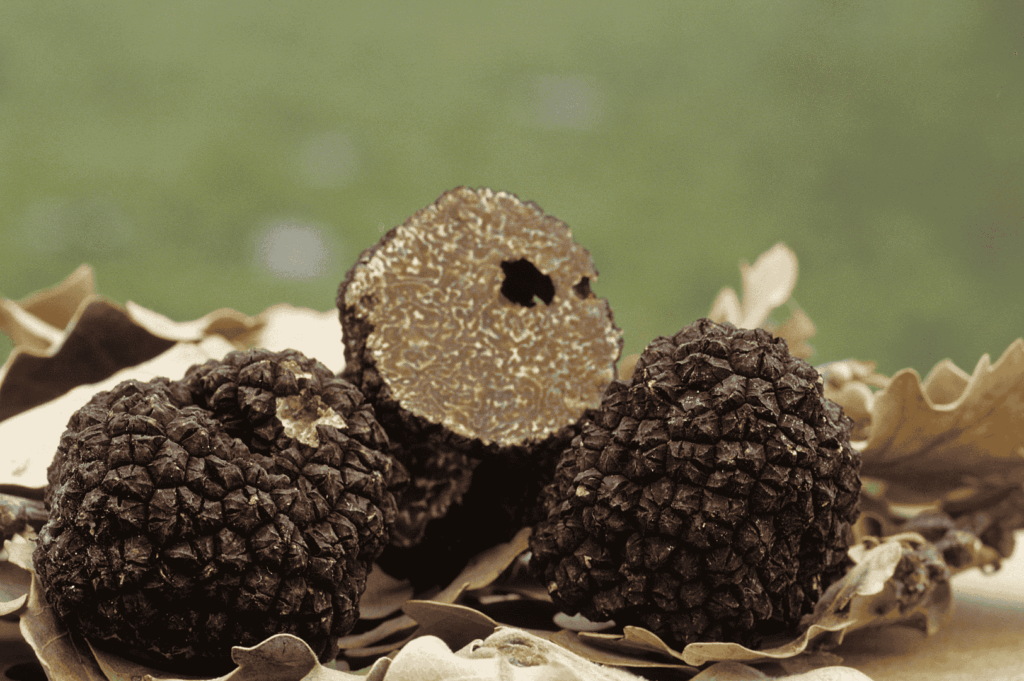 Black truffles resting on a bed of dried forest leaves, one sliced open to reveal its marbled interior. The textured surface and earthy tones evoke the sensory richness and seasonal bounty of Piedmont’s woodland terroir.