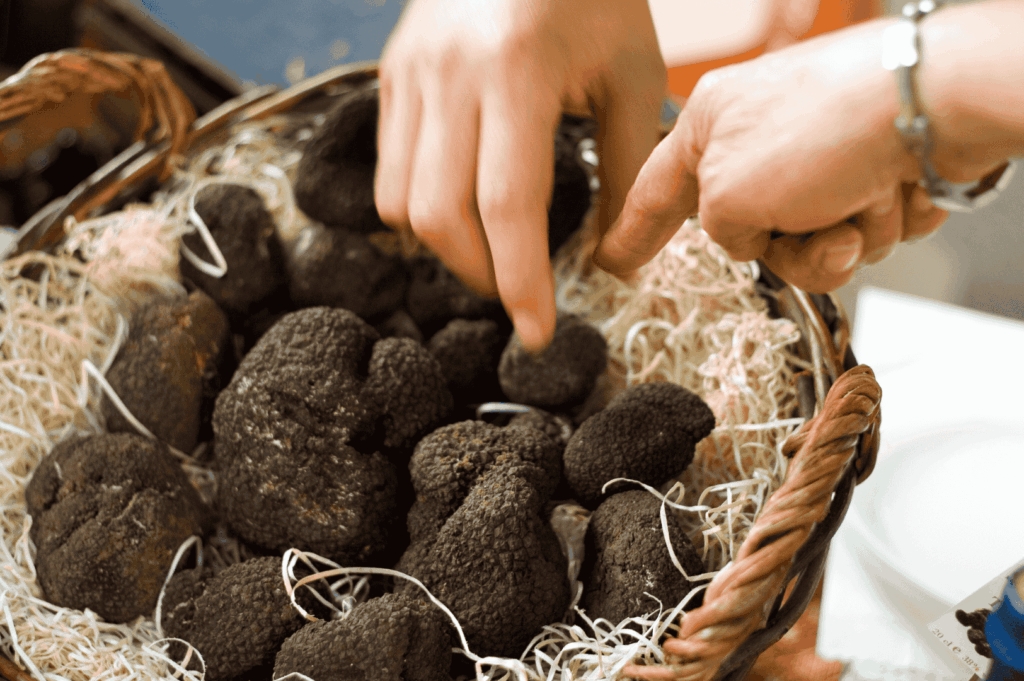 Hands reaching into a straw-lined basket brimming with black truffles, capturing the tactile moment of selection at a rustic market. The scene evokes Piedmont’s culinary reverence and the intimate connection between forager, fungi, and flavor.