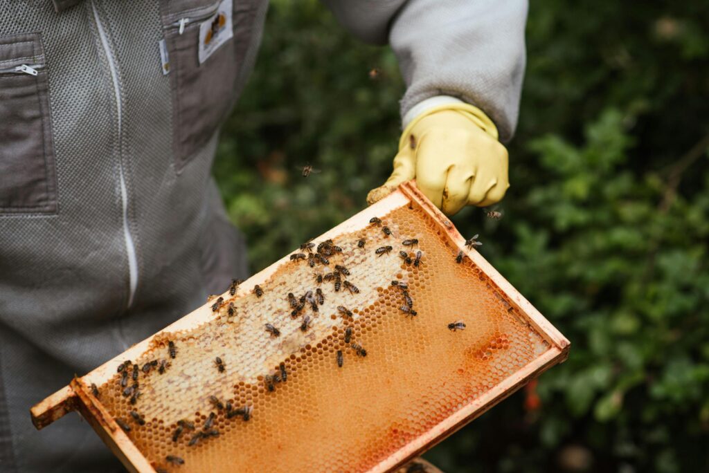 A beekeeper wearing protective gear holds up a wooden frame covered in golden honeycomb. Several honeybees are seen crawling across the wax cells and flying around the frame in an outdoor setting.